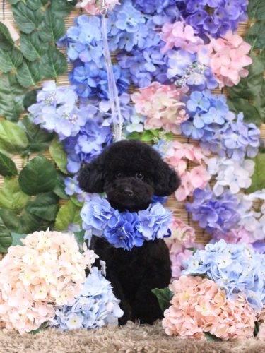 20250619レアちゃん